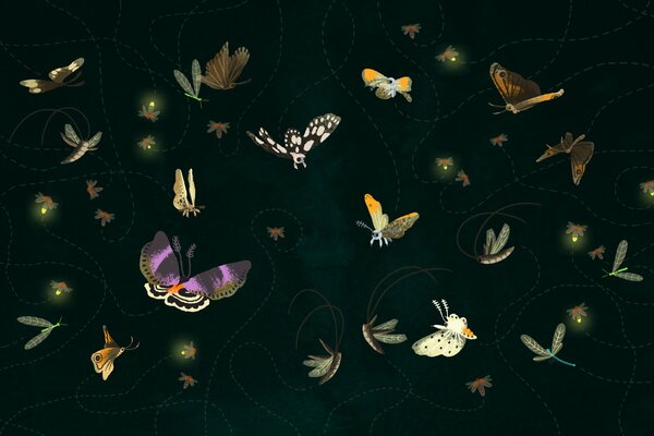 Ooi with butterflies and moths flying along the trajectory