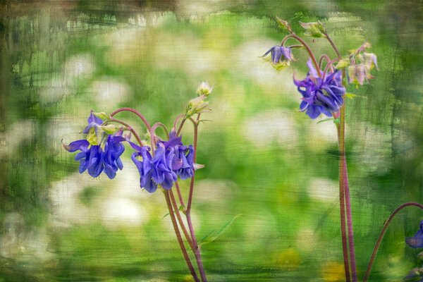 Bellissimi fiori vicino allo stagno, rendono la vita felice