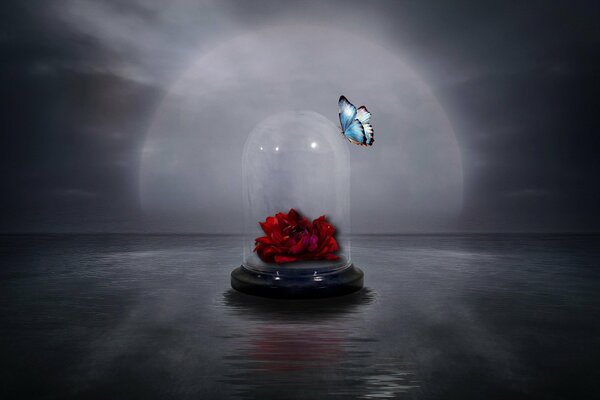 A red rose in a flask. Blue butterfly