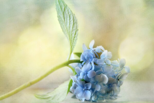 Im Frühling blühende blaue Hortensie