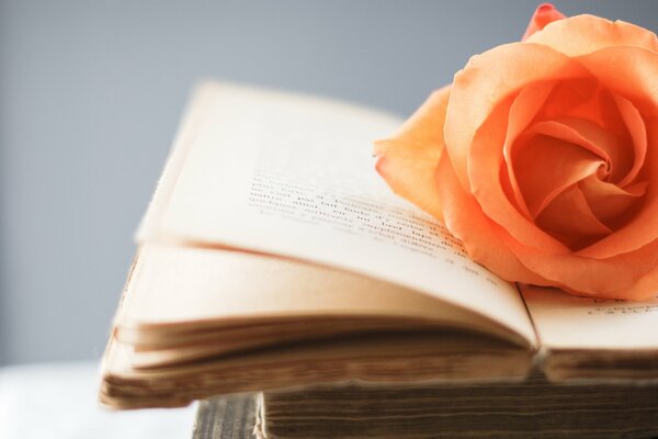 Pomarańczowa róża leży na stronach książki