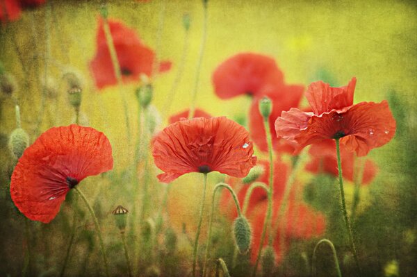 Coquelicots rouges fleurissent dans le champ