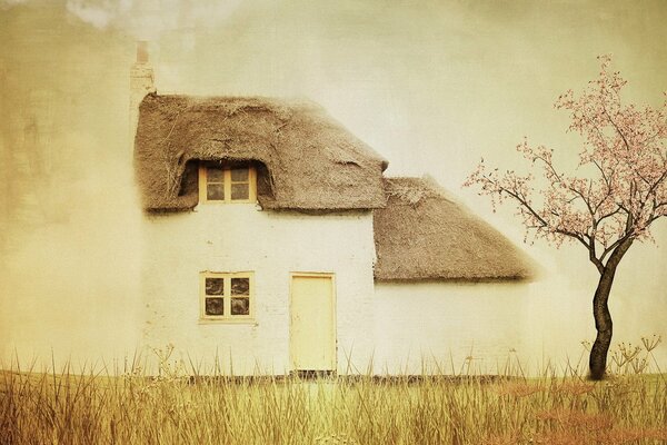 A small house on the edge of the forest. Sakura