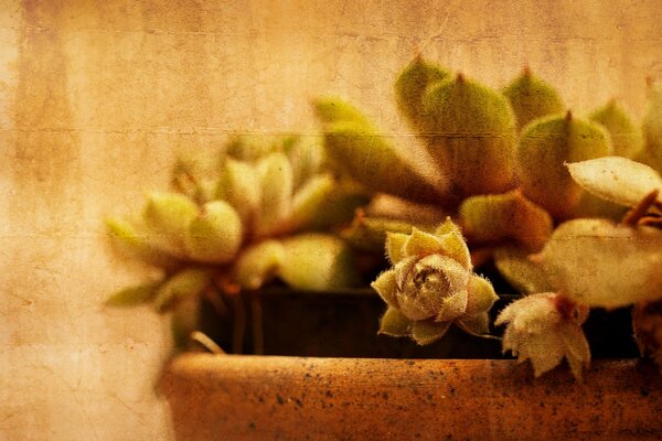 Cactus en pot dans le style de la vieille photo