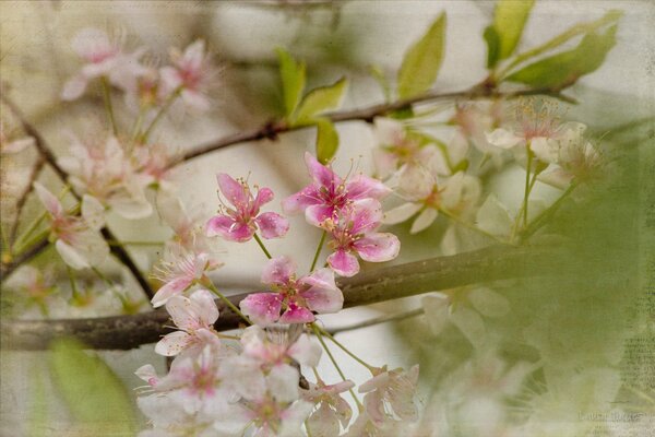 Gros plan de branche de floraison