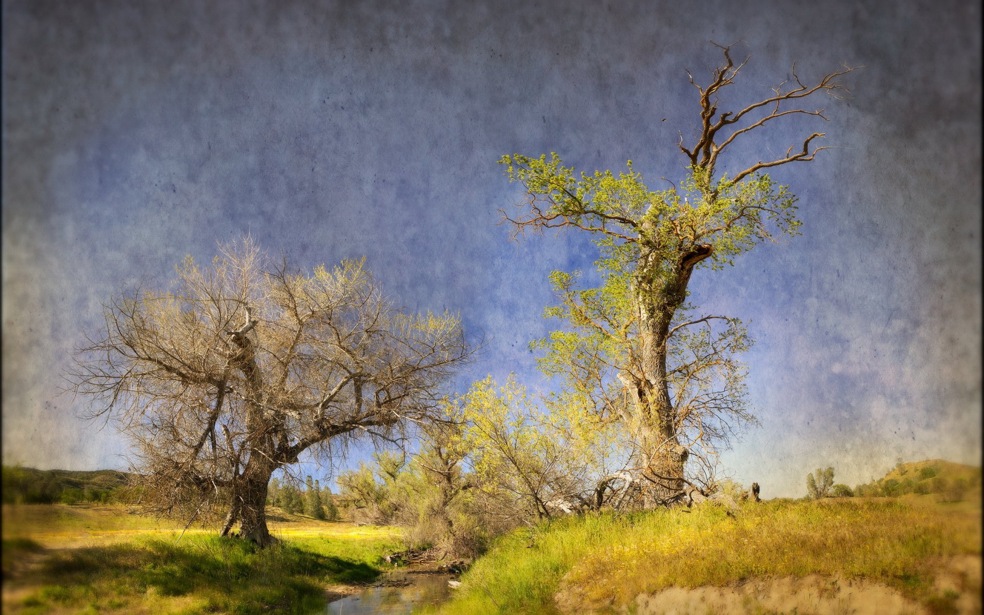 arbres ruisseau nature style