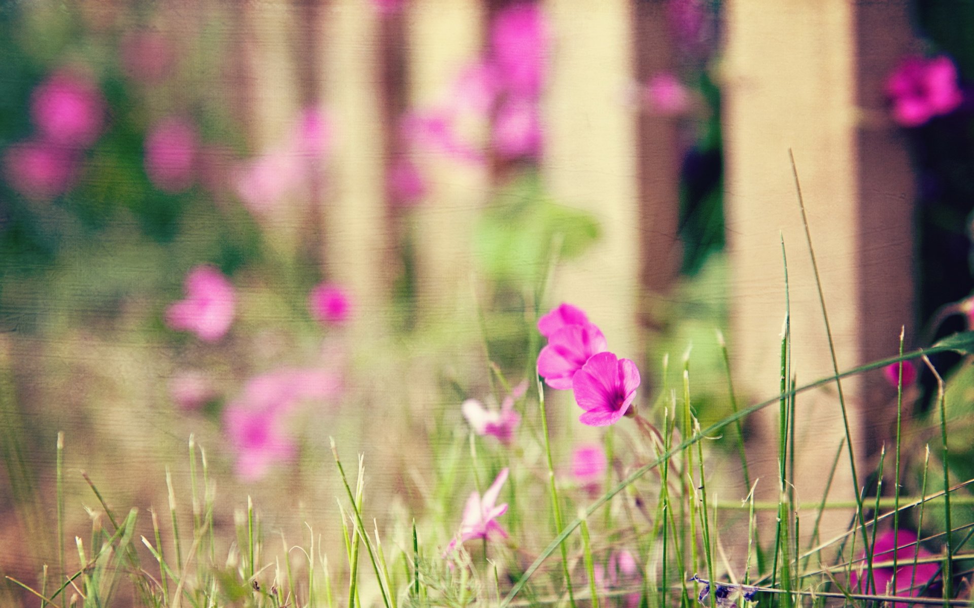 flores cerca fondo estilo