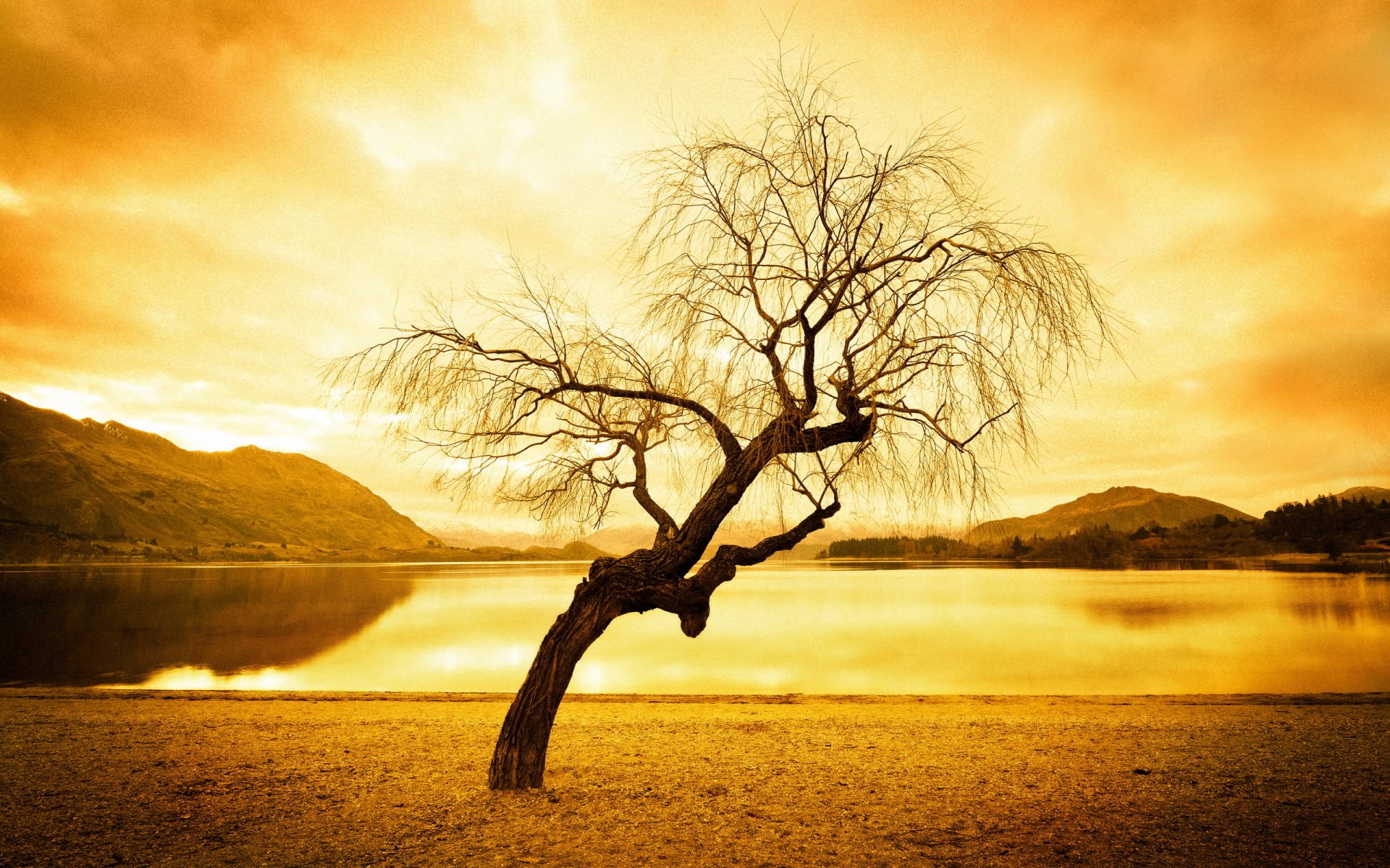 lago albero paesaggio stile