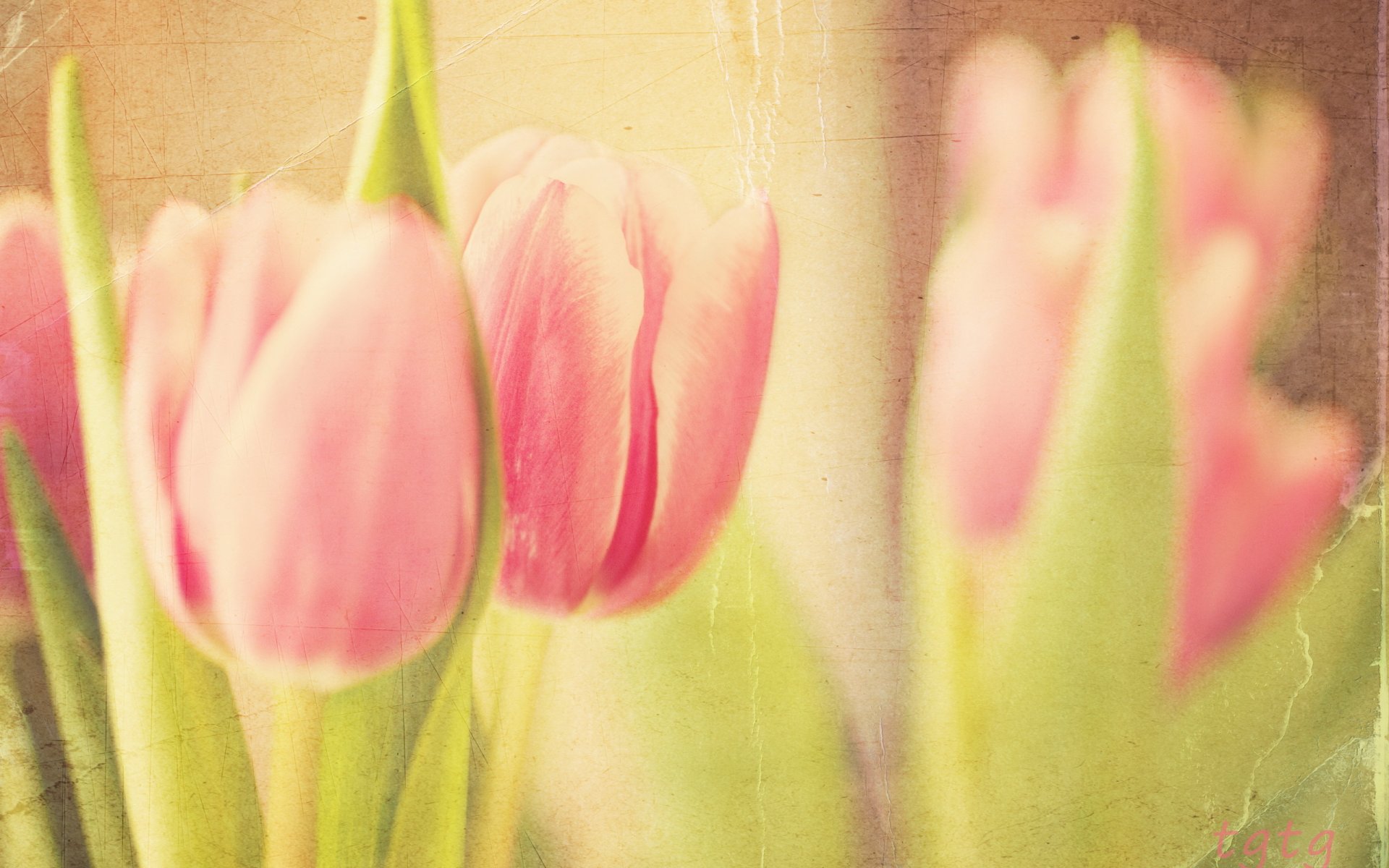 tulips background style