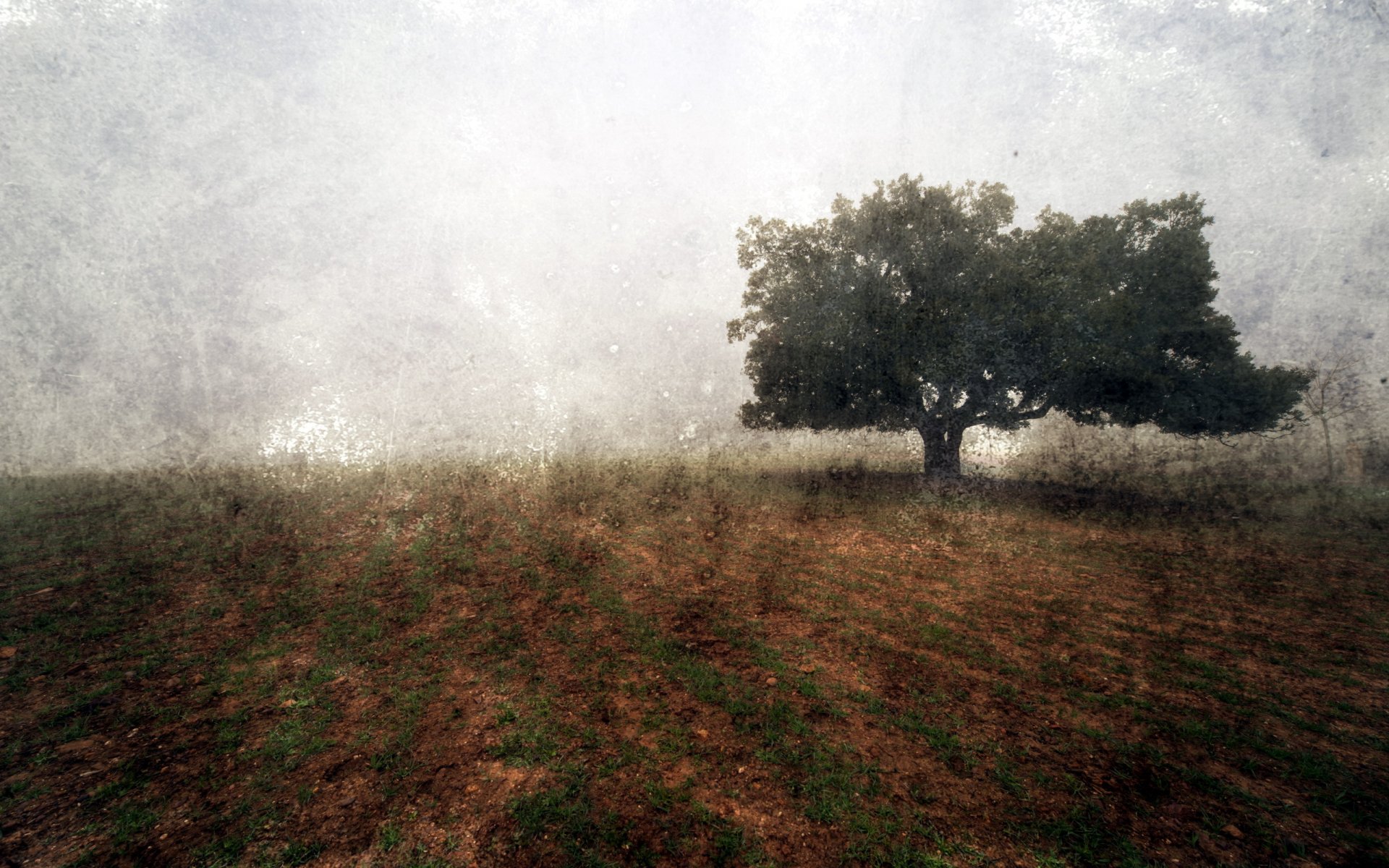 campo albero paesaggio sfondo stile