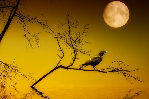 Ворон сидит ночью на ветке над водой