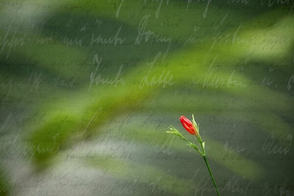 Fleur rouge sur fond