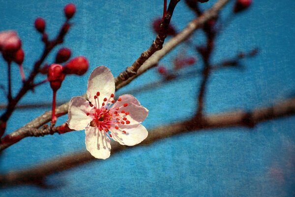 Branche de fleur blanche au printemps