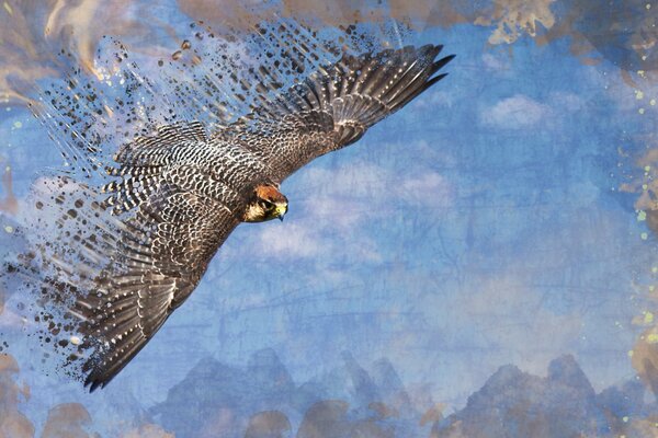 A hawk flies in the blue sky