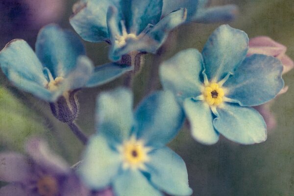 Beautiful blue flowers on a withered background