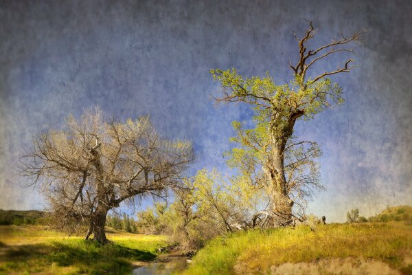 Landscape. Stream, trees and sunny weather