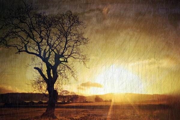 Foto di un albero sullo sfondo del tramonto