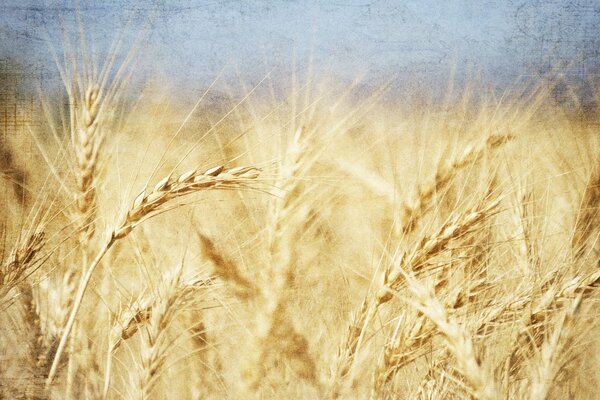 Weizen im Sommer unter klarem Himmel in Verarbeitung