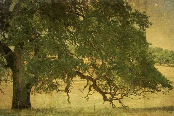 Ein alter Baum am Wasser