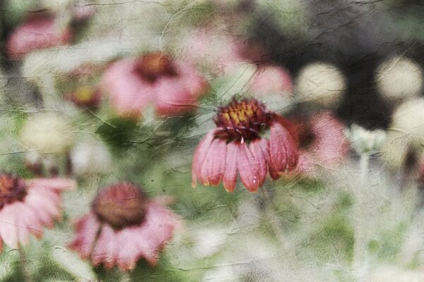 Beautiful pink flowers on an old background