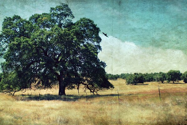 Majestuoso árbol en la inmensidad