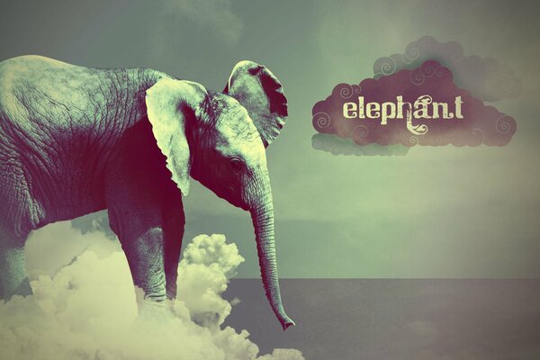 An elephant standing on white clouds