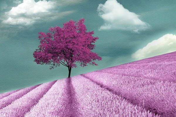 Lavender field and lilac tree in the distance