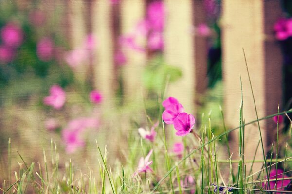 Desktop background flowers