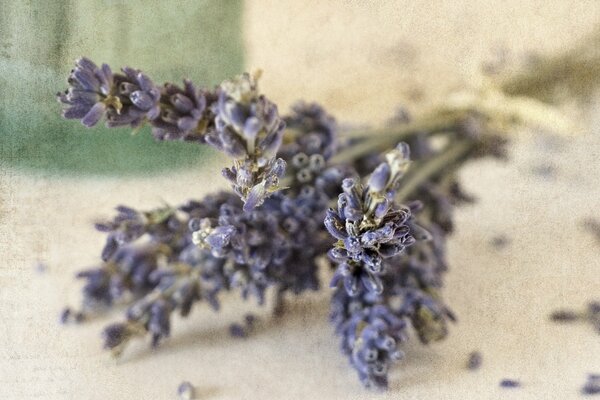 Vergrößertes Foto von getrockneten Blumen