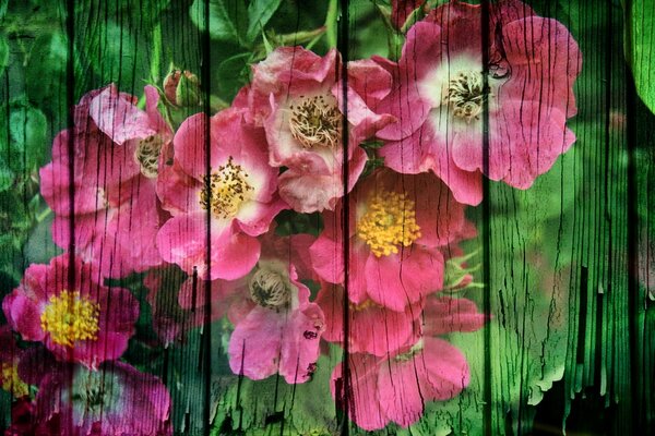 Bright image of flowers on cracked boards