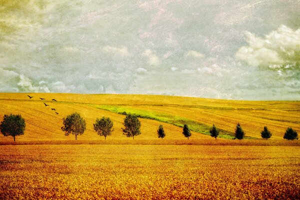 Paysage de champ jaune avec des arbres