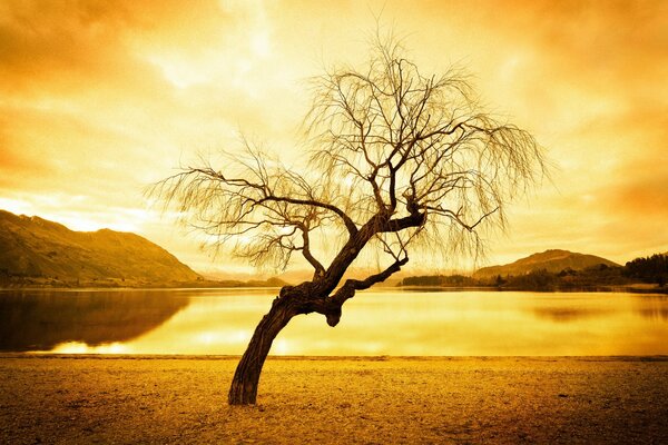 Paisaje del lago de la puesta del sol contra un árbol