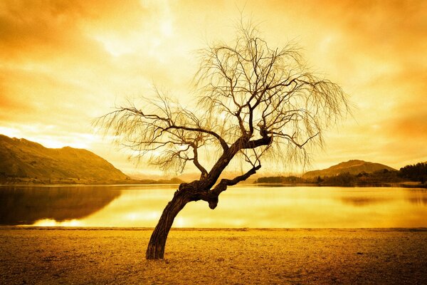 Пейзаж закатного озера на фоне дерева
