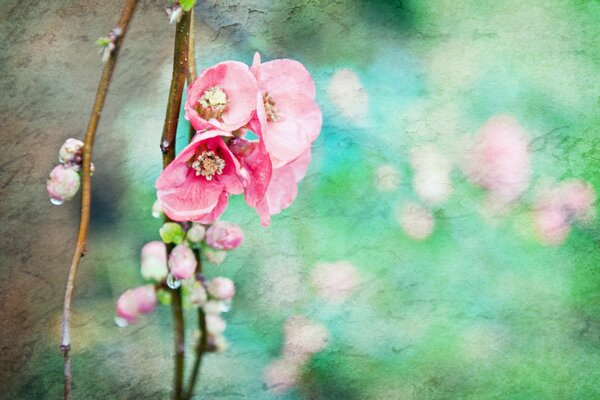 Rosa Zweig Farbe auf grünem Hintergrund