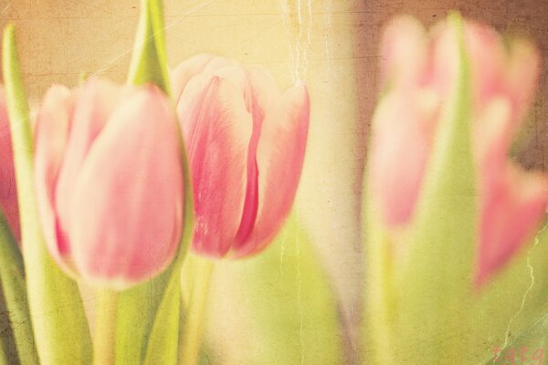 Beautiful pink tulips on a yellowed background