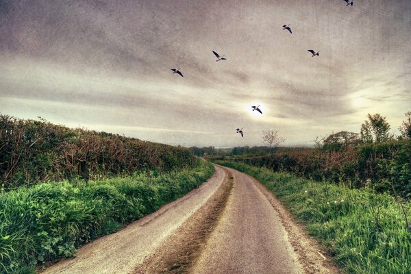 A road leading into the distance with birds flying by