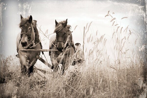 Pferde, die einen Wagen auf dem Feld tragen