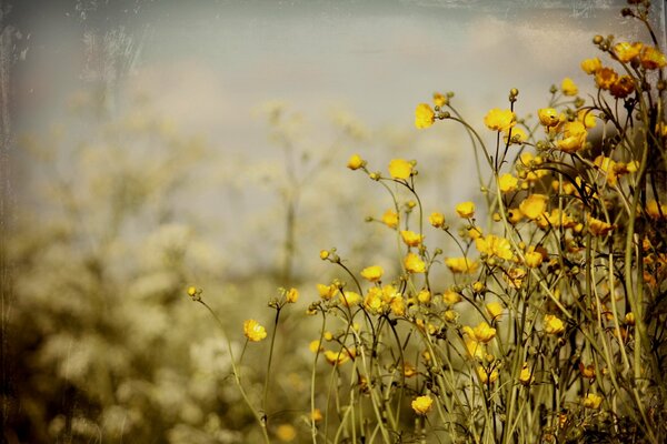 Fondo de verano de flores amarillas