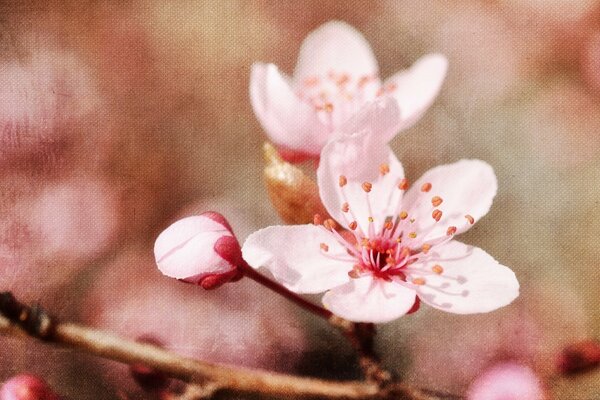 Floreciendo flores de cerezo de primavera