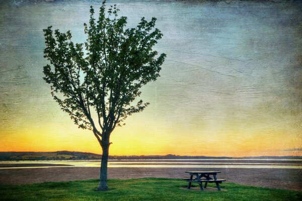 Arbre et banc au coucher du soleil