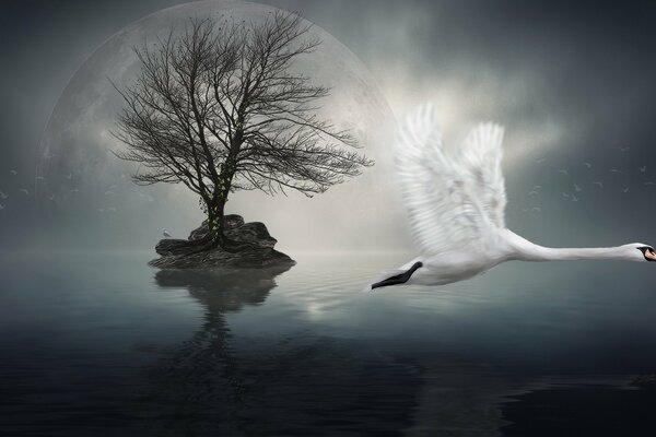 Cygne volant dans la nuit au-dessus de l eau