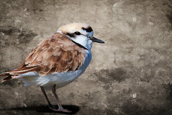 A painted little bird on a gray background