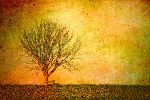 Landscape of a lonely tree and a bench