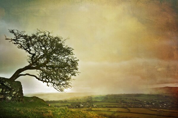 Arbre de paysage dans le désert