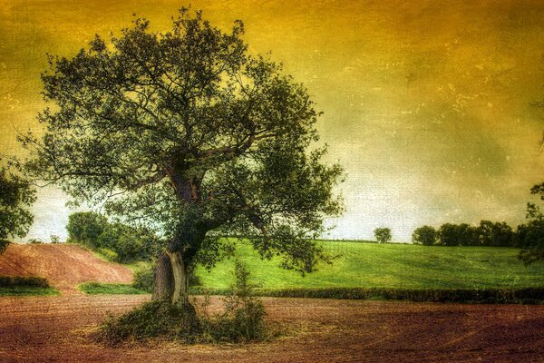 Paisaje árbol en el crepúsculo