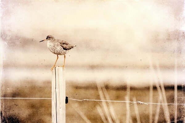 Ein kleiner Vogel sitzt auf einem Zaun