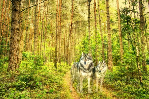 Wölfe im Kiefernwald gezeichnetes Bild