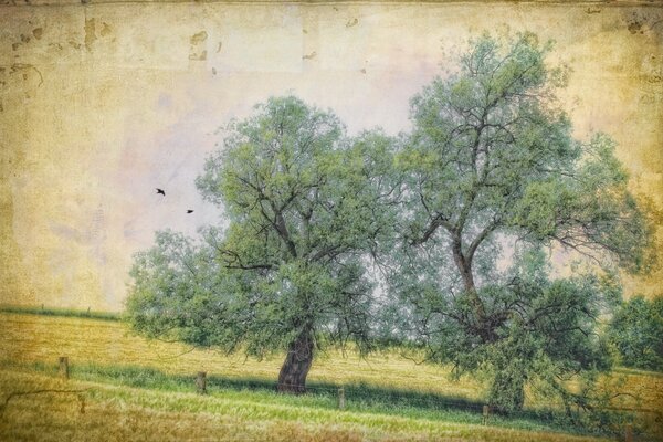 Vieja foto de un campo con árboles