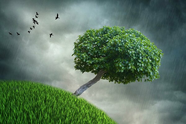 Colline verdoyante avec arbre dans un jour de pluie