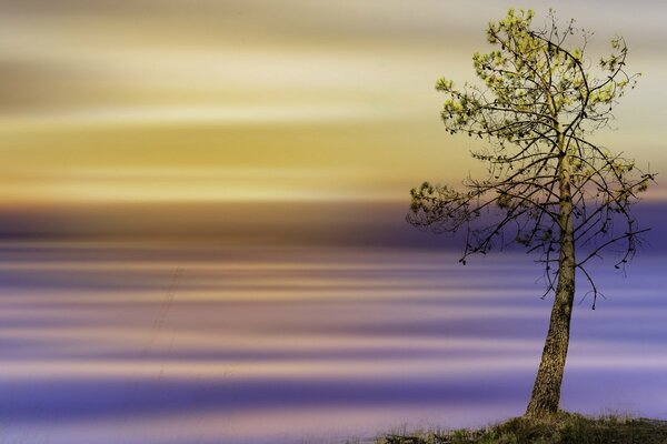 Árbol solitario sobre fondo amarillo púrpura